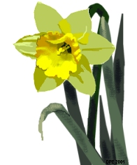Painted Daffodil