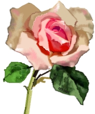 Painted Rose