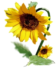 Painted Sunflower