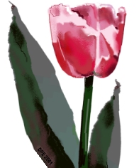 Painted tulip