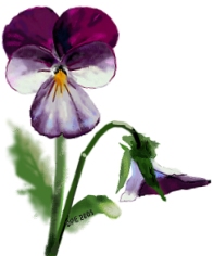 Painted Viola