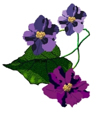 Painted Violets